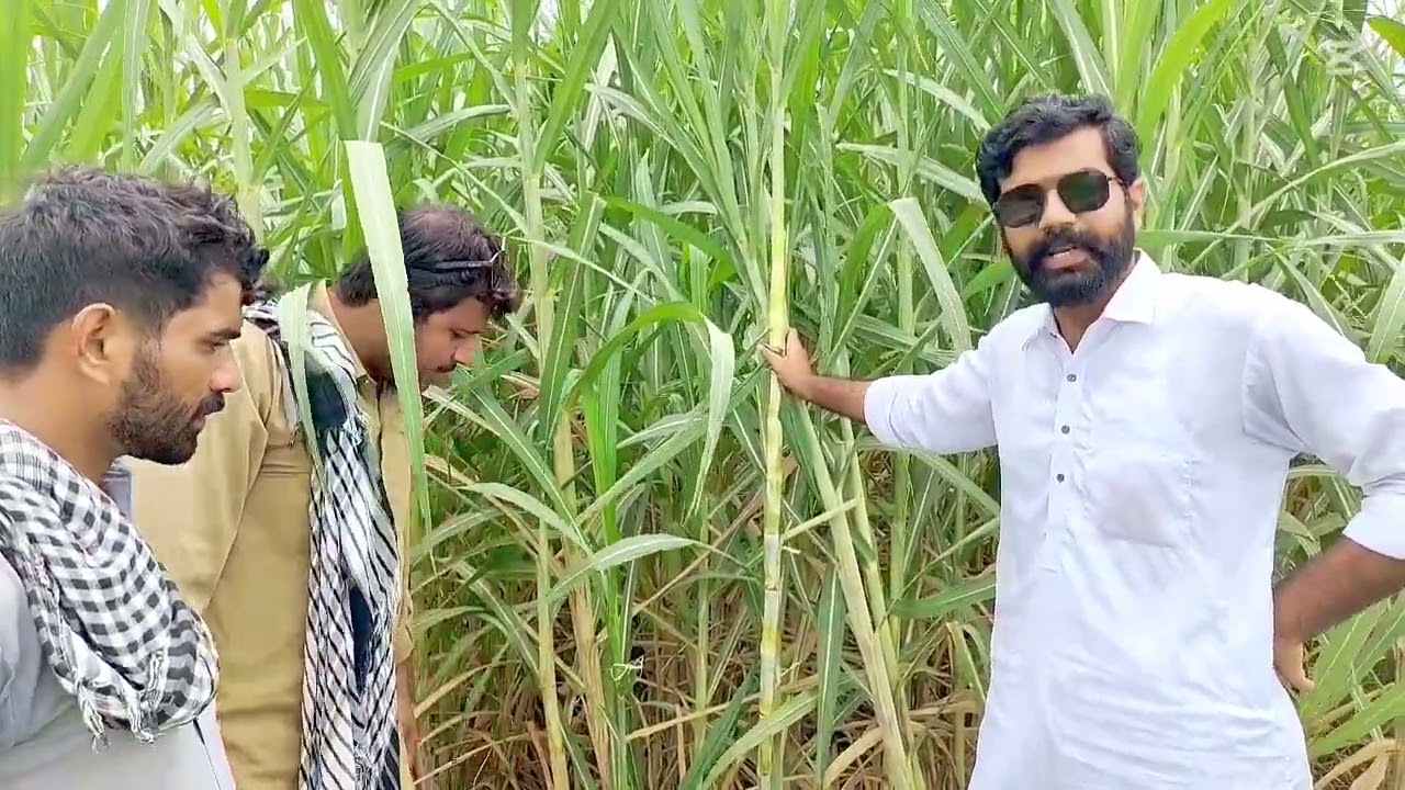 Smart Farming | کیا فروری کاشت کماد ستمبر میں بطور بیج استعمال کیا جاسکتا ہے؟ | اسمارٹ فارمنگ #agri 