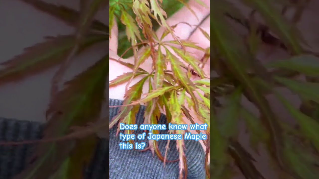 We need a little help figuring out what kind of Japanese Maple this is.  Any Idea?  
