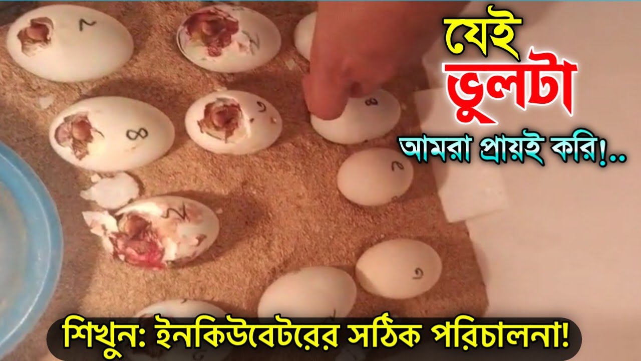 ইনকিউবেটর পরিচালনায়,যে ভুলটা আমরা প্রায়ই করি!Chick Hatching Mistake |ncubator Tips & Common Errors