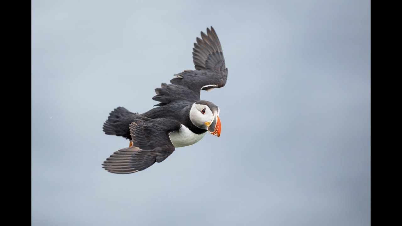 Puffin in Flight on Windy Afternoon with Arthur Morris/BIRDS AS ART