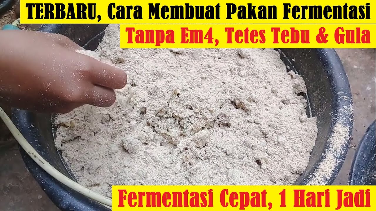 TERBARU, Cara Membuat Pakan Fermentasi Cepat Jadi Tanpa EM4, Tetes Tebu dan Gula | 1 Hari Jadi