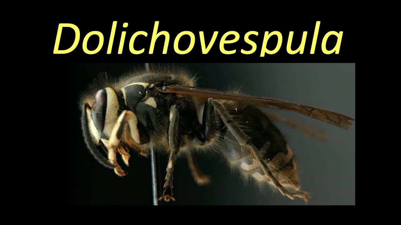 Dolichovespula (Vespidae)