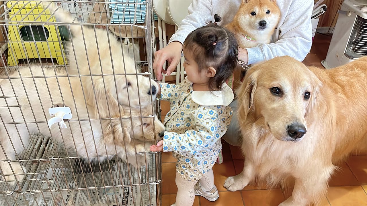 元気すぎる子犬にも動じない1歳児とあまりの元気さに圧倒される豆柴とゴールデンレトリバー