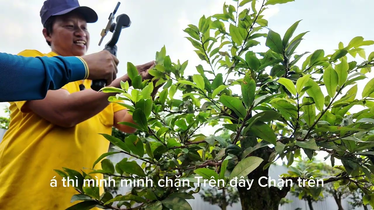 Tập 1017: Vùng đất rồng ghé tham quan vườn Thiet mai tứ quý tại Tây Ninh (Long An trước đây)