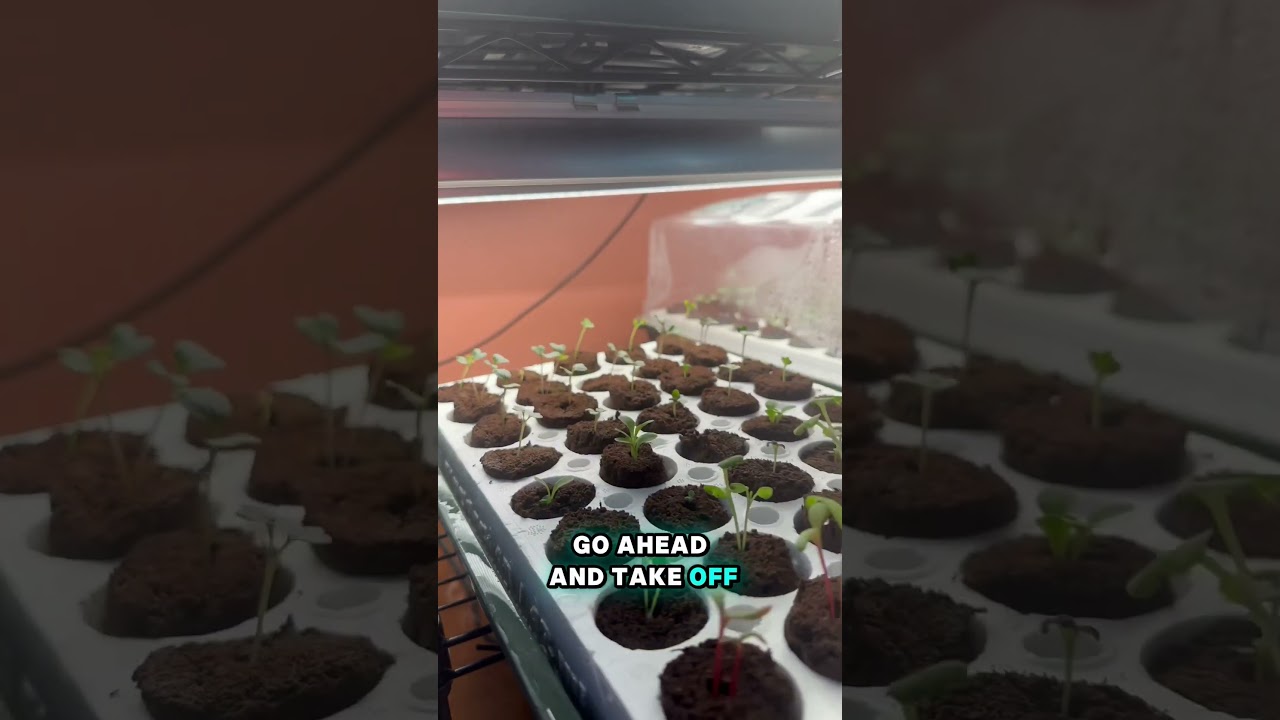 When to Remove the Humidity Dome on the Park Seed Bio Dome