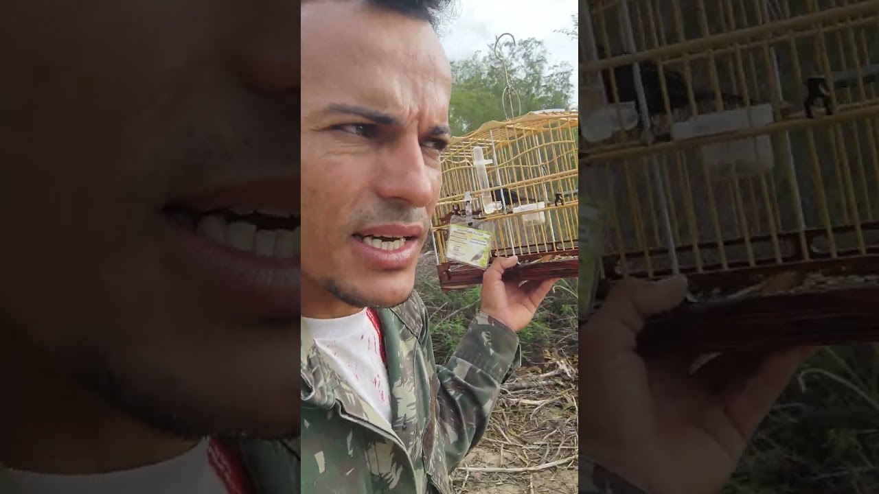 Como fazer meu azulão a ser um pega livre 💥🐦🍀