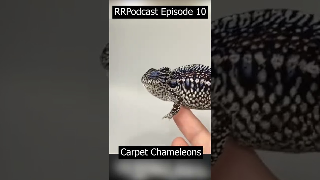 Do YOU Know the BEST Small, Pretty & Hardy Chameleon?