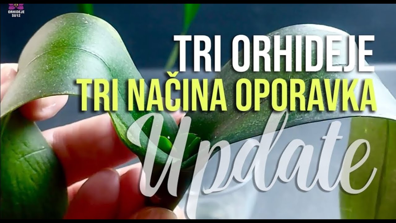 Orhideja oporavak na tri načina - UPDATE VIDEO !