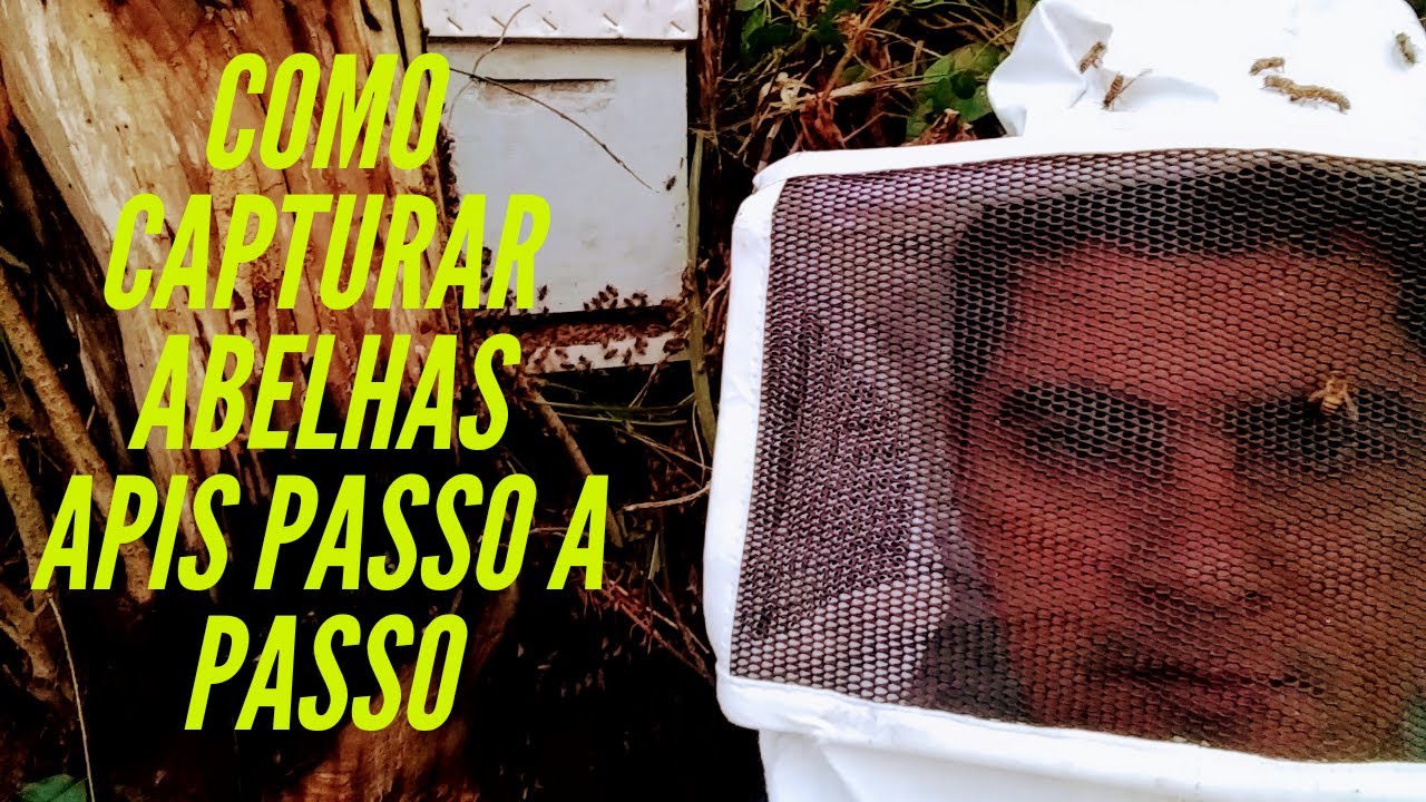 Veja a captura ou Resgate de Abelhas APIS passo a passo -  APIS Mellifera - Africanizada. Apicultura