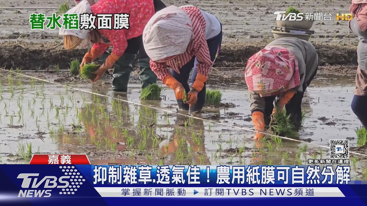 替水稻「敷面膜」!省去人力除草 「國產紙膜」成有機稻農幫手｜十點不一樣20250207 @TVBSNEWS01