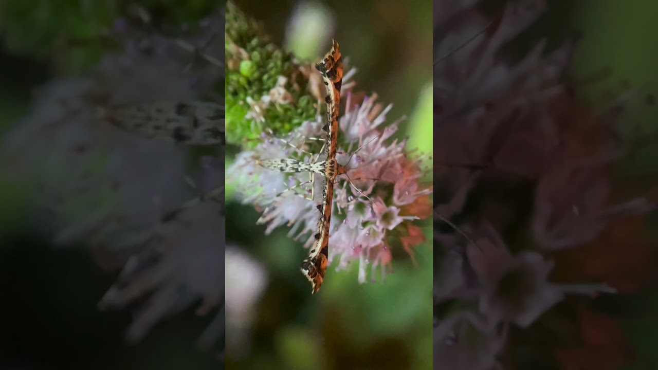 Geranium Plume Moth (Amblyptilia pica)