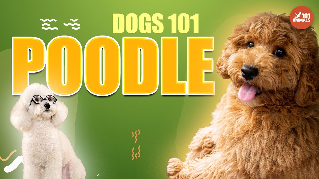POODLE 🐩 - Charming Dog Breed 101