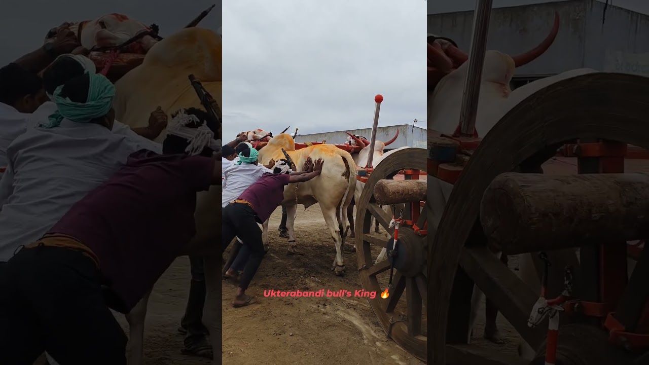 Bailgada sharyat #bailgaadisharyat #bailpola #bakasur #sharyat