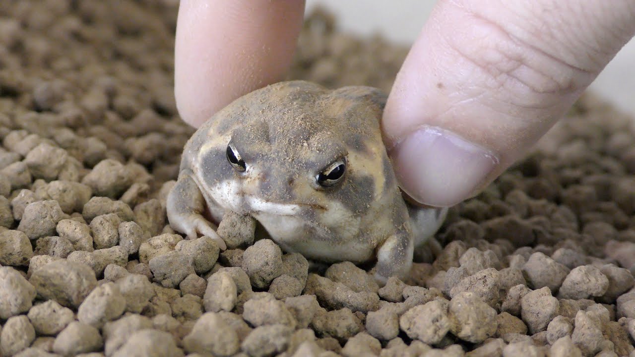 アメフクラガエルが２週間ぶりに顔を見せてくれました。