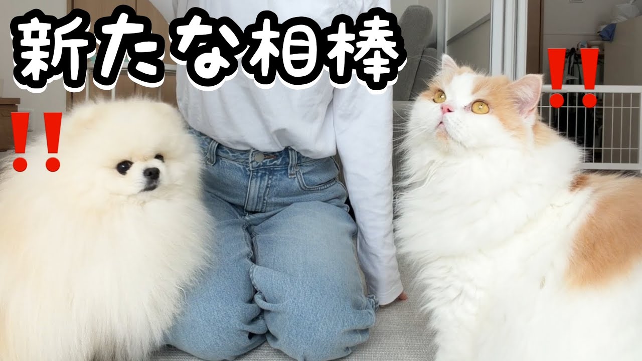 新たな頼れる仲間が来て猫と犬の反応がかわいすぎました！