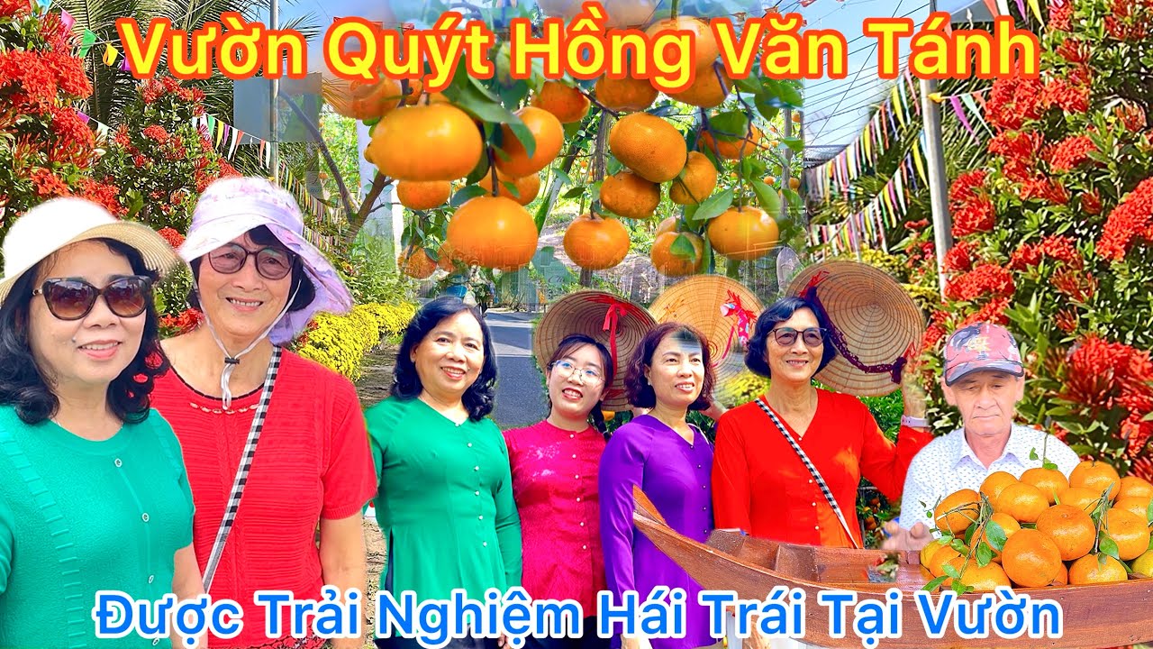 Quýt Hồng Văn Tánh Tết 2026 Được Trải Nghiệm Hái Trái Tại Vườn || TDLVL