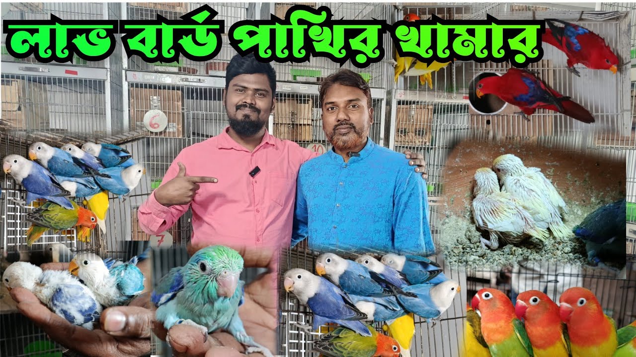 লাভ বার্ড পাখিরখামার ভাইয়ের 24 January 2026
