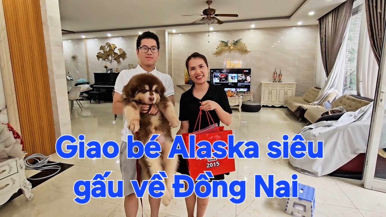 Giao b&eacute; Alaska si&ecirc;u gấu về tận nh&agrave; Đồng Nai - Trại Ch&oacute; Xu&acirc;n Gi&agrave;u 0937.0937.32