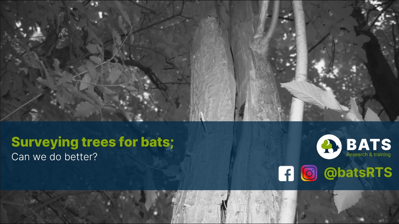 Surveying tree for bats Facebook live (18.08.2023)