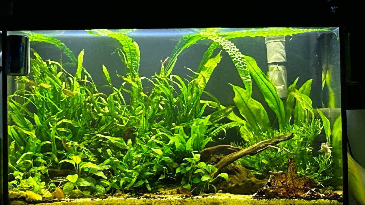 Tanie akwarium 72 litrowe. Zmiana filtra - fzn1 daje radę.
