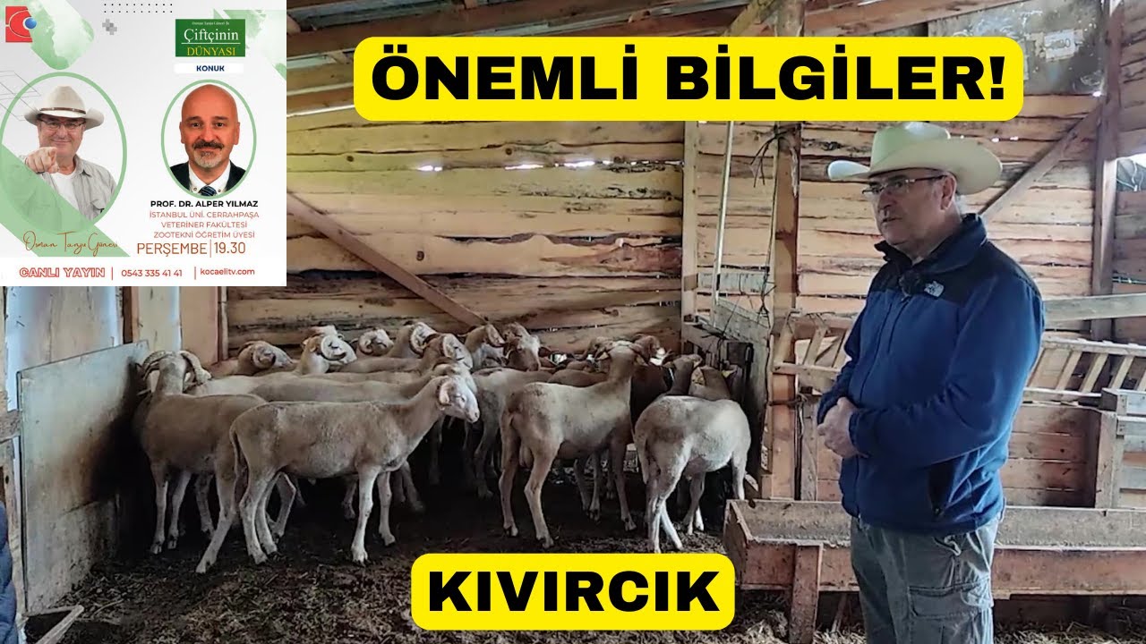 LACAUNE KOYUNUNUN ATASI KIVIRCIKMI? (Kıvırcık Koyunu Özellikleri)