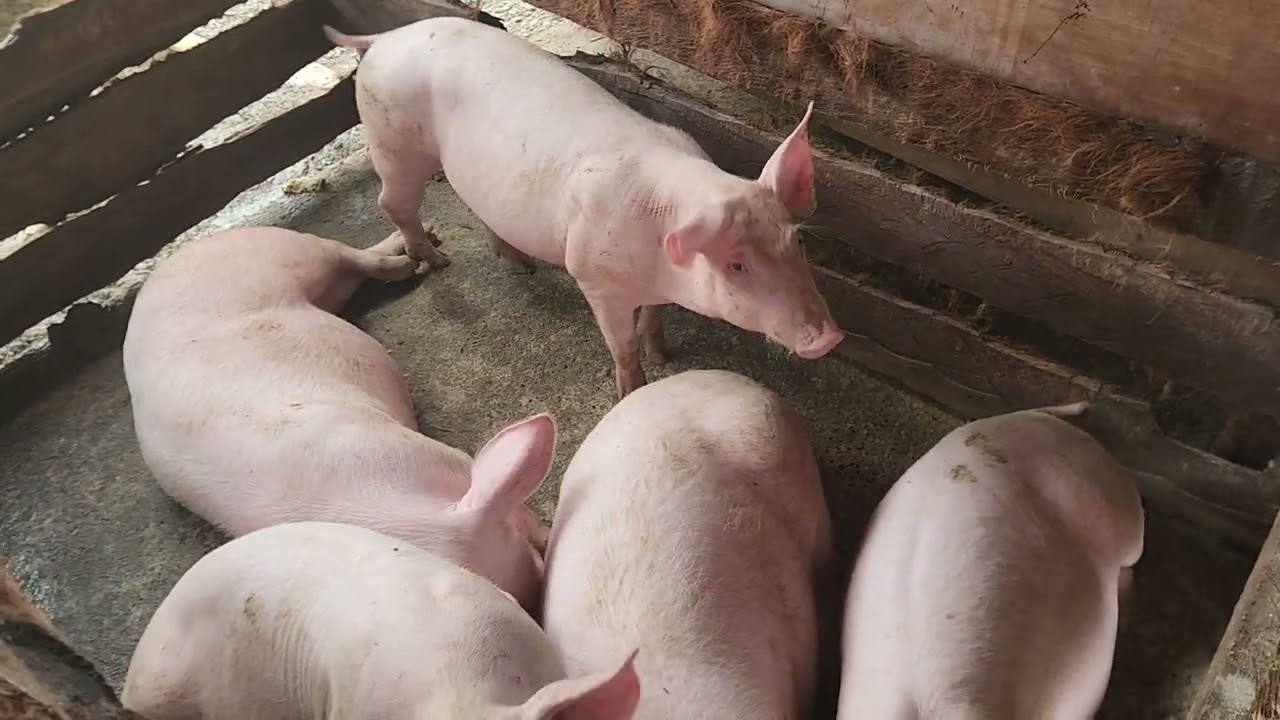 Farm Update September 15th