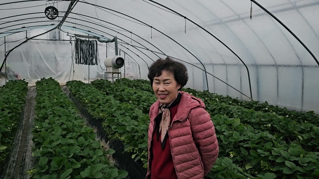 황금알농법 딸기 팁번 기공탈수 차광망 잿빛곰팡이 꽃곰팡이 흰가루병 꽃곰팡이 