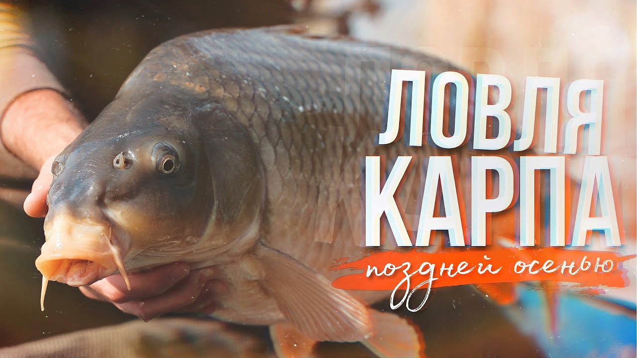 Ловля карпа поздней осенью | Рыбалка в ноябре | Прикормка и насадки по холодной воде