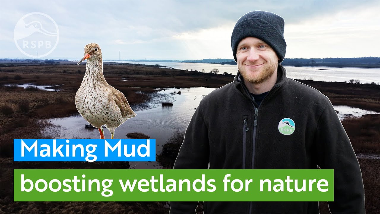 Mud is good for nature - see how wetland work at RSPB Scotland's Black Devon reserve is helping