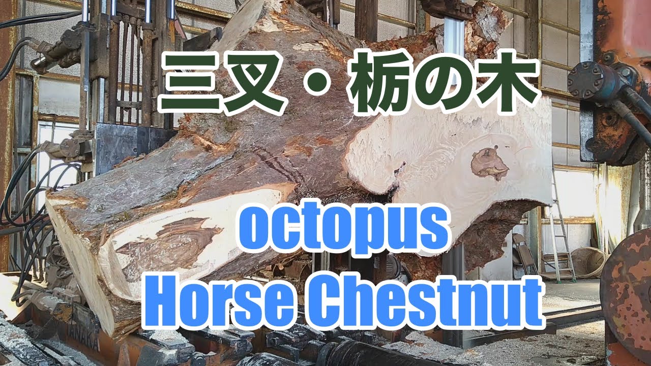 三股・栃の木・octopus chestnut　sawing!!
