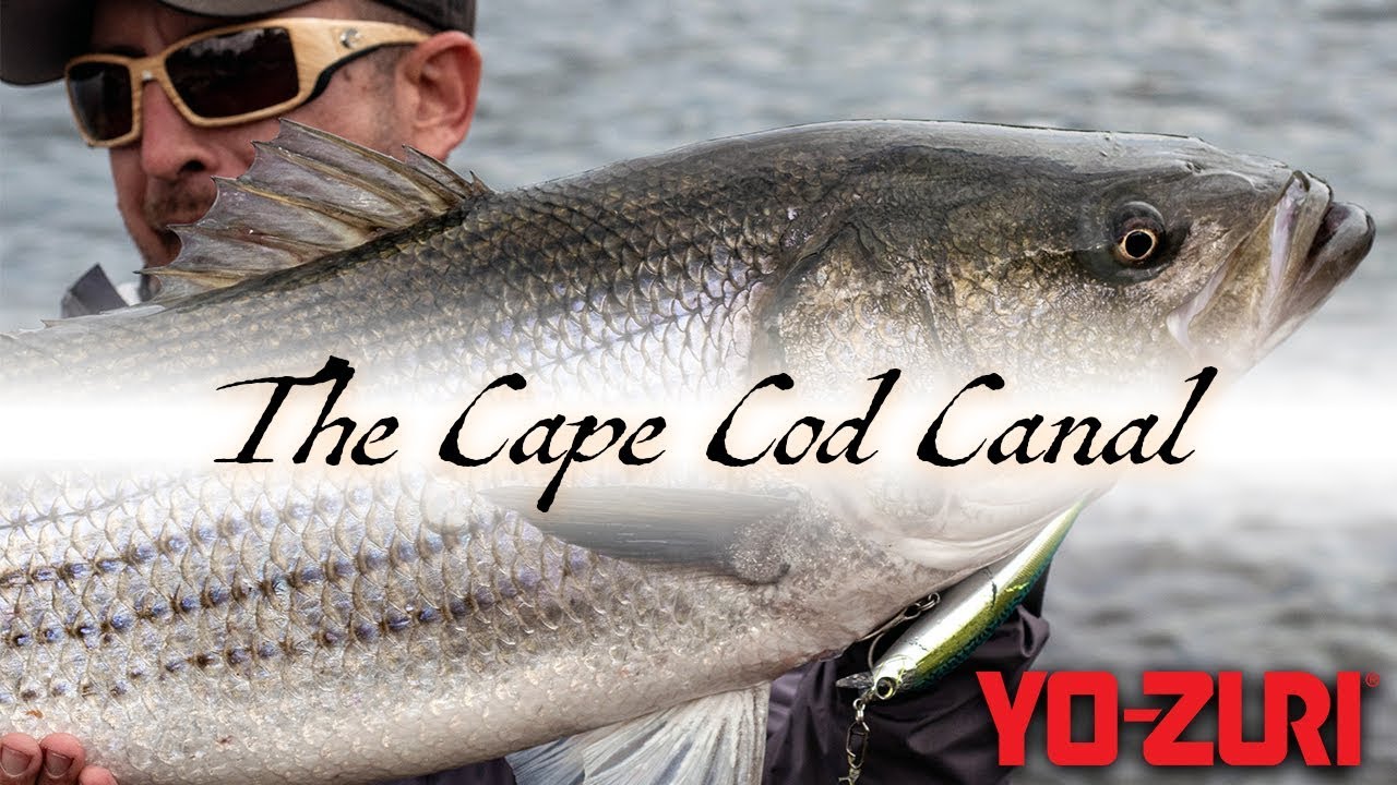 Striper Fishing: Cape Cod Canal (2019)