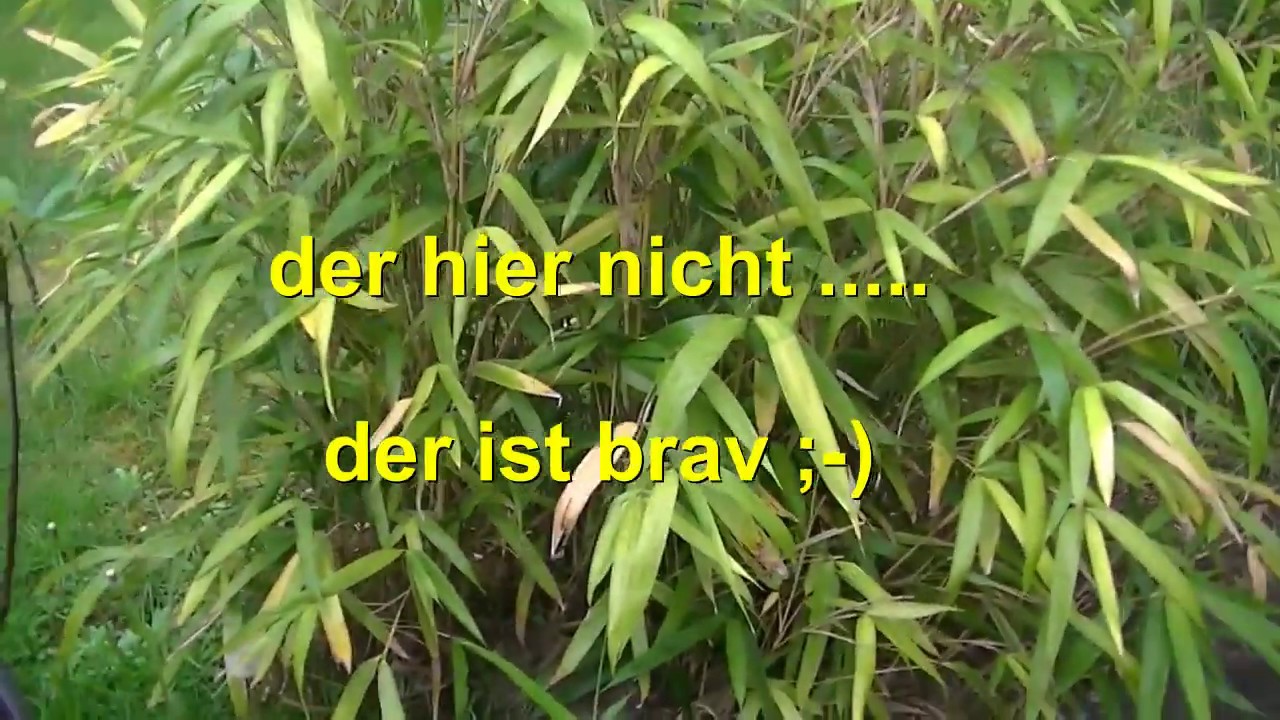 Bambus Horst-bildend , ausgebrochen, glaubt nicht alles !