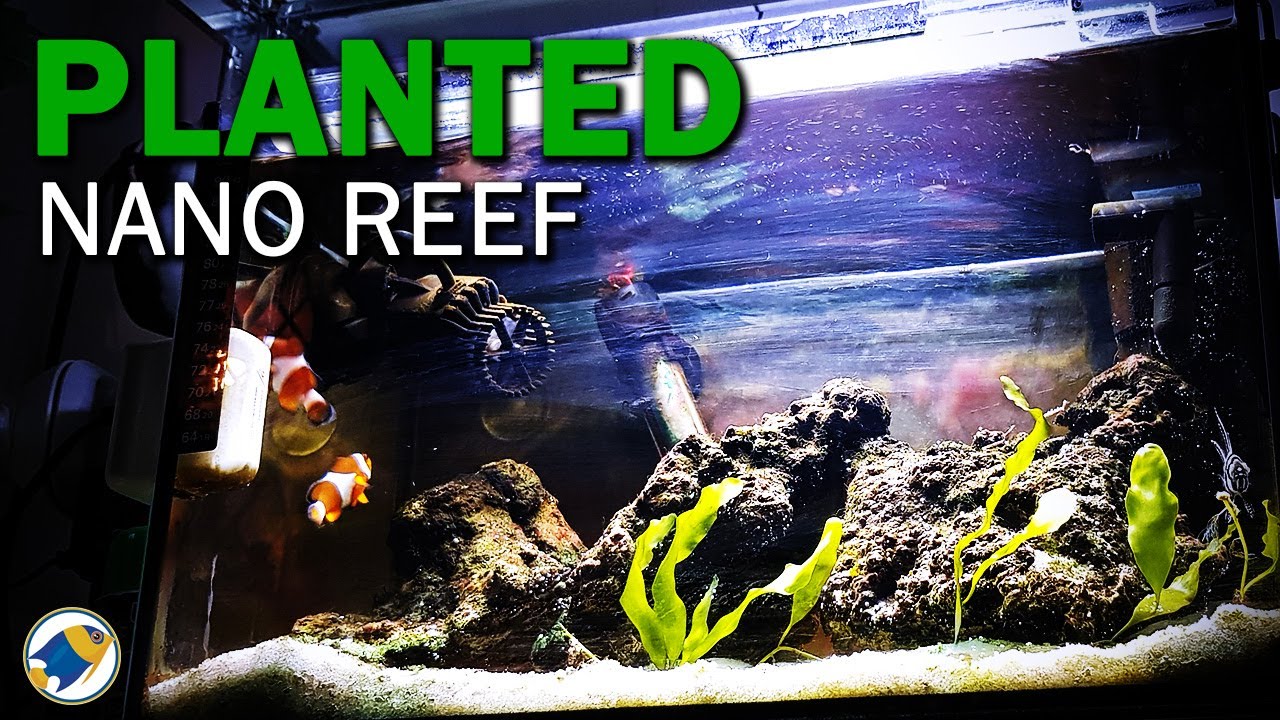 Planted Budget Nano Reef Tank | Adding Caulerpa Prolifera Macroalgae - MR BRIGHTFRYED
