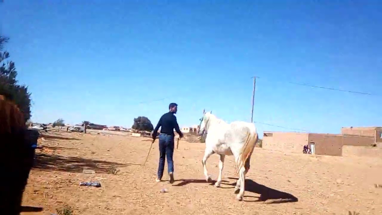 انتى الخيل سولالى الاصيله عين بني مطهر