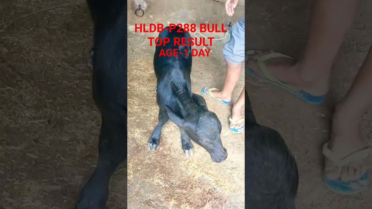HLDB-P288 BULL TOP RESULT#MURRAH HARYANA#animalfarming