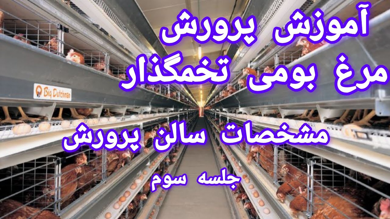 آموزش پرورش مرغ بومی تخمگذار: مشخصات سالن پرورش مرغ بومی تخمگذار.💥دسکریپشن مطالعه شود💥(جلسه سوم)