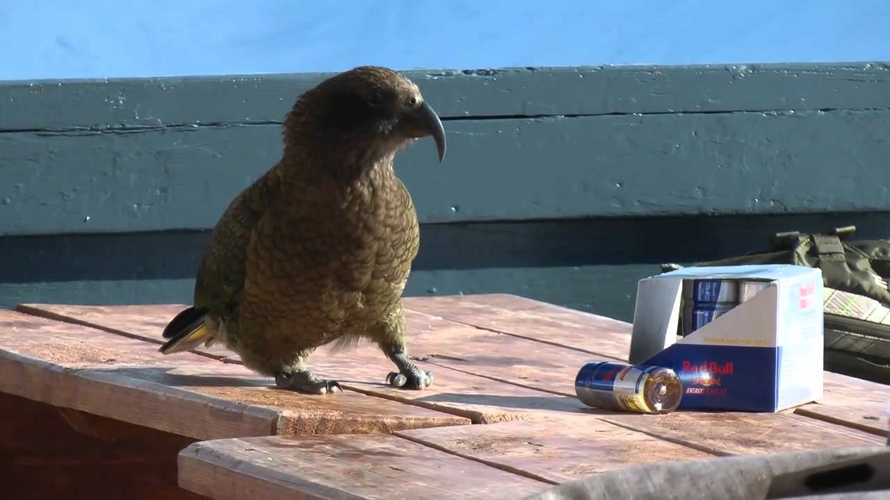 Kea red bull