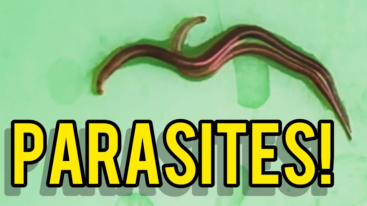 Camallanus Worms Part 1: Discovery & Treatment