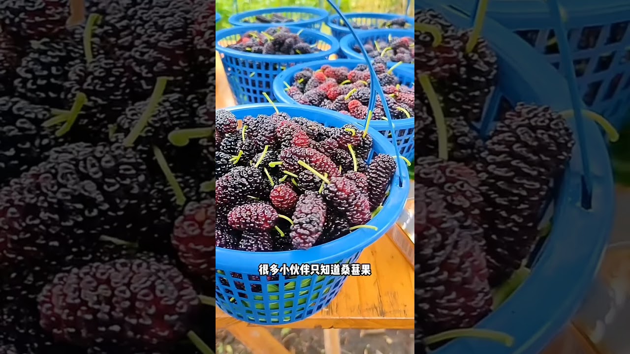 Mulberry Fresh From Farm #satisfying #shortsvideo