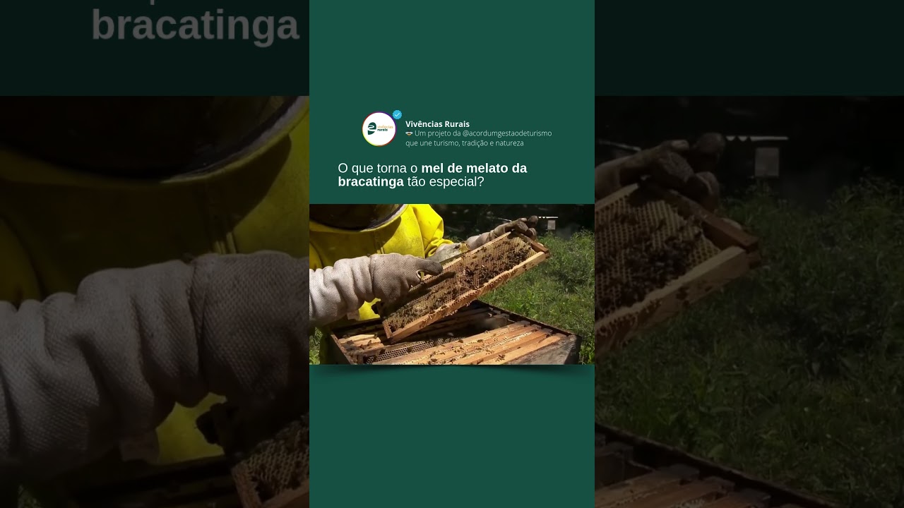 O que torna o mel de melato da bracatinga t&atilde;o especial?