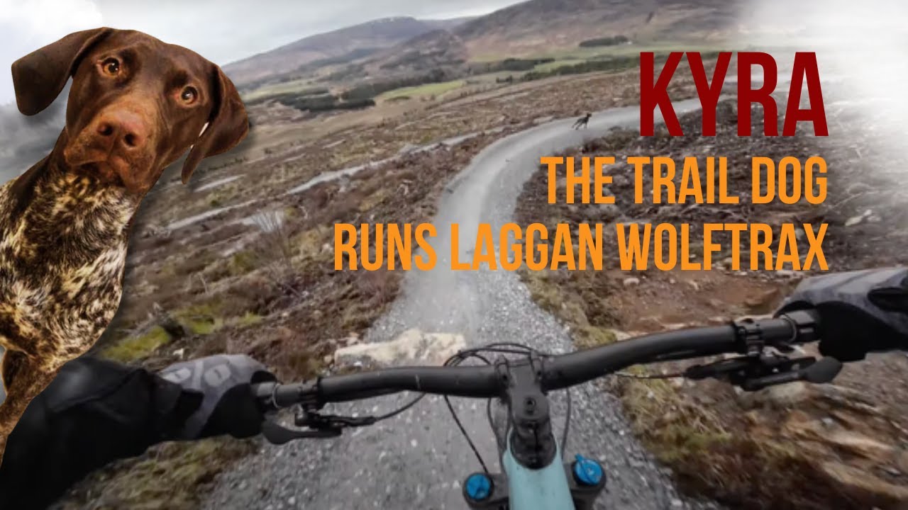 Kyra the trail dog runs Laggan Wolftrax