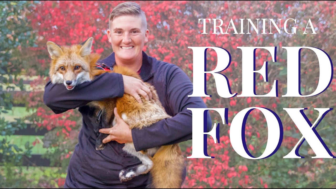 Training a RED FOX