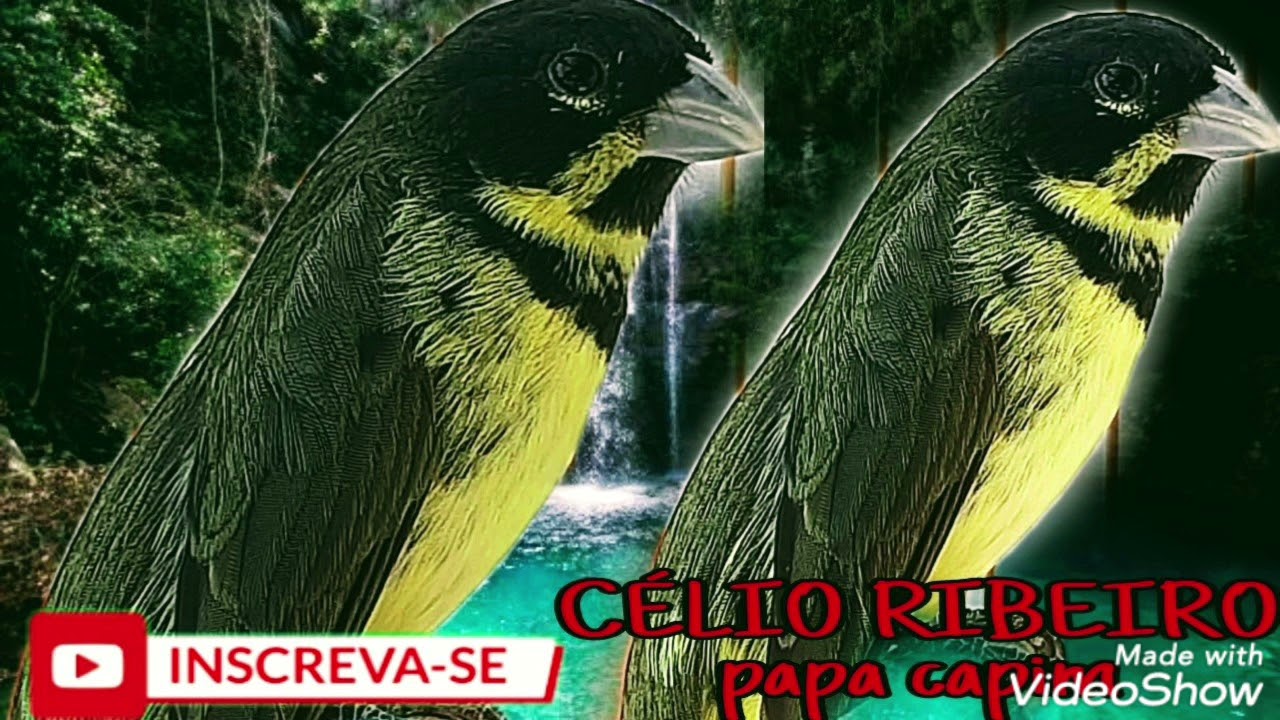 🍃🎋🍃