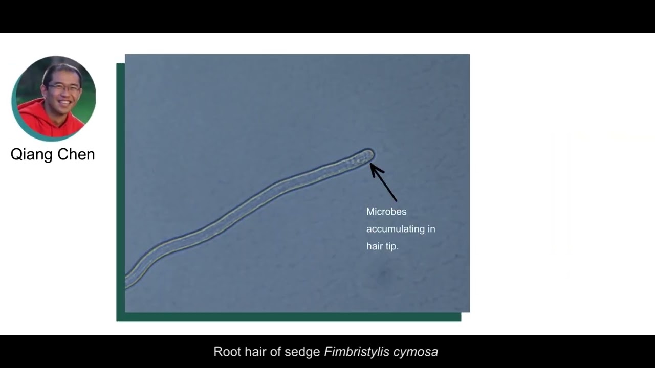 Rhizophagy Cycle and Nitrogen-Fixation by Endophytes in Plants