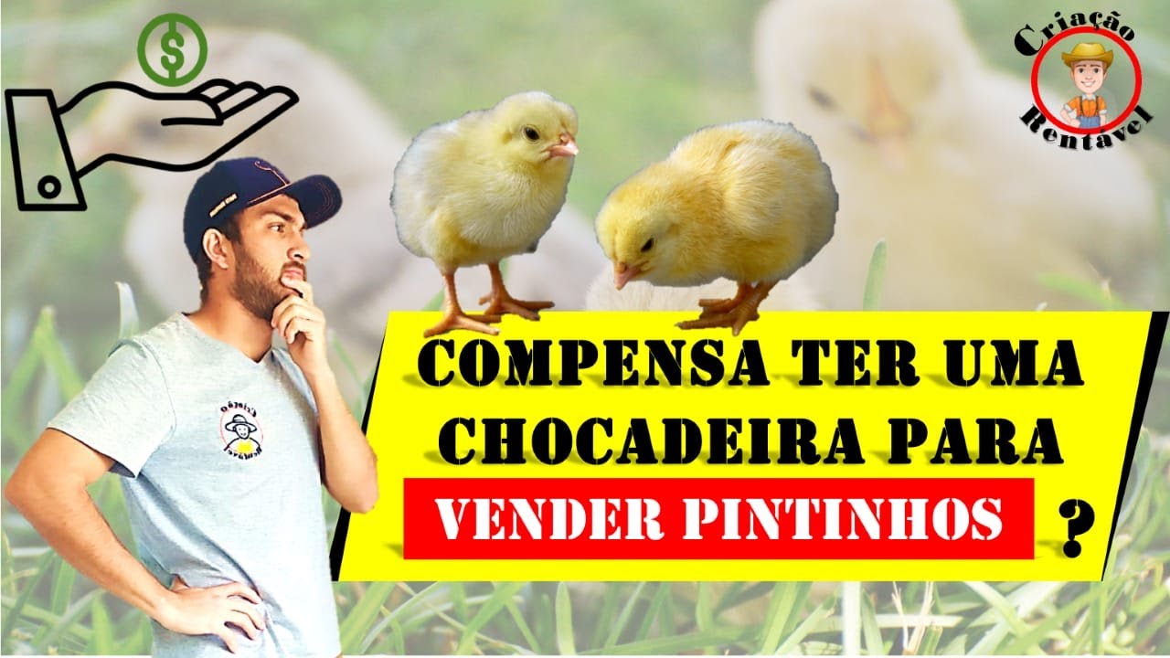 Vale a pena ter uma chocadeira para produzir pintinhos para a venda