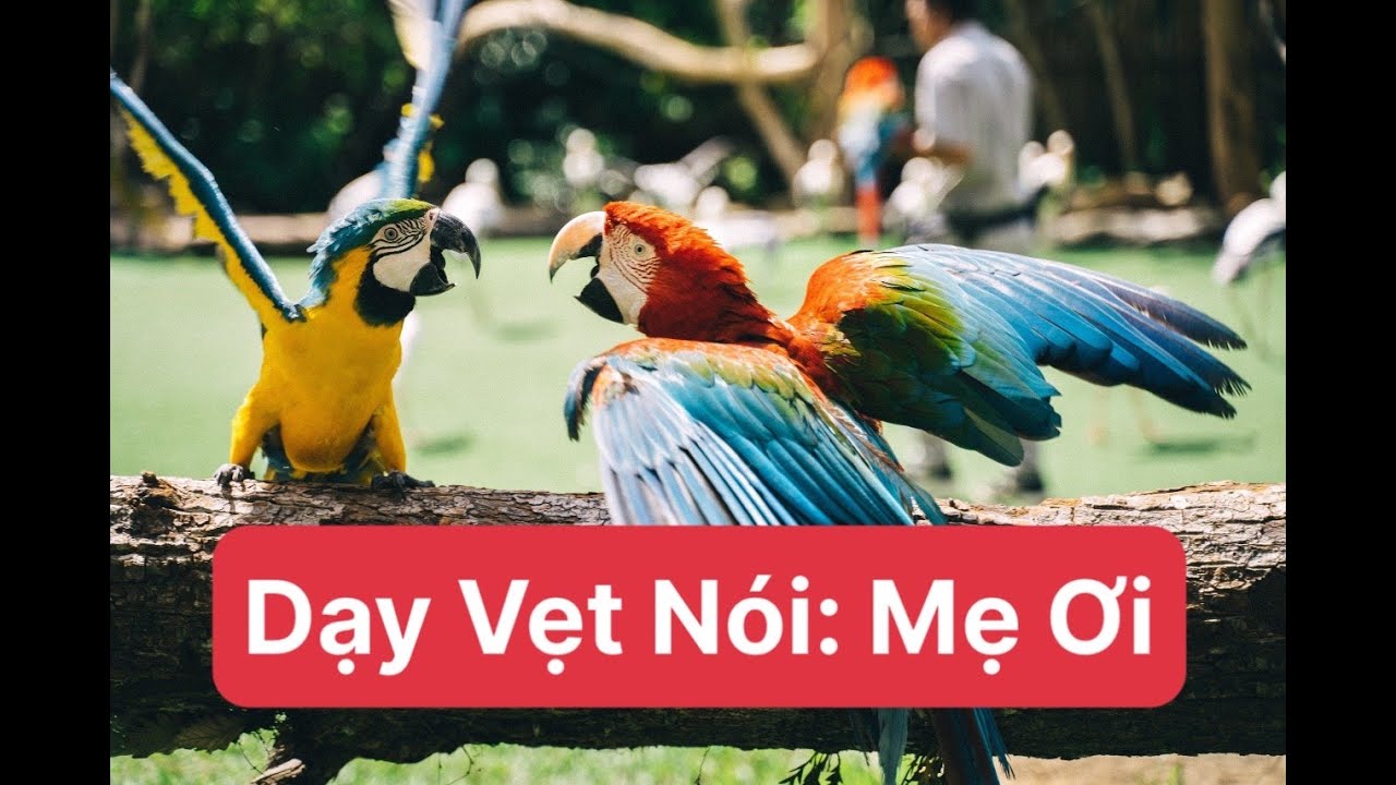 Dạy Vẹt Nói Mẹ Ơi