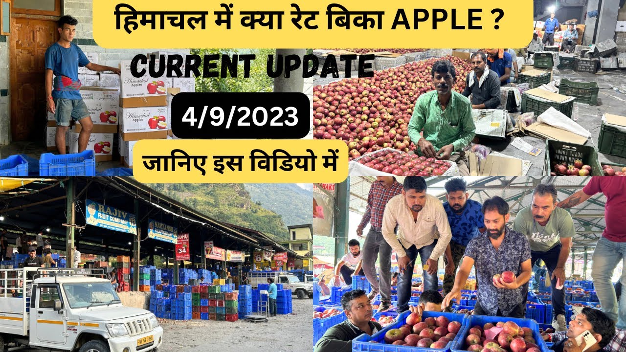 kullu Manali ki sabji mandi me kya bhav bika Apple?/जन्माष्टमी से पहले कुल्लू के एप्पल का भाव😱V-195