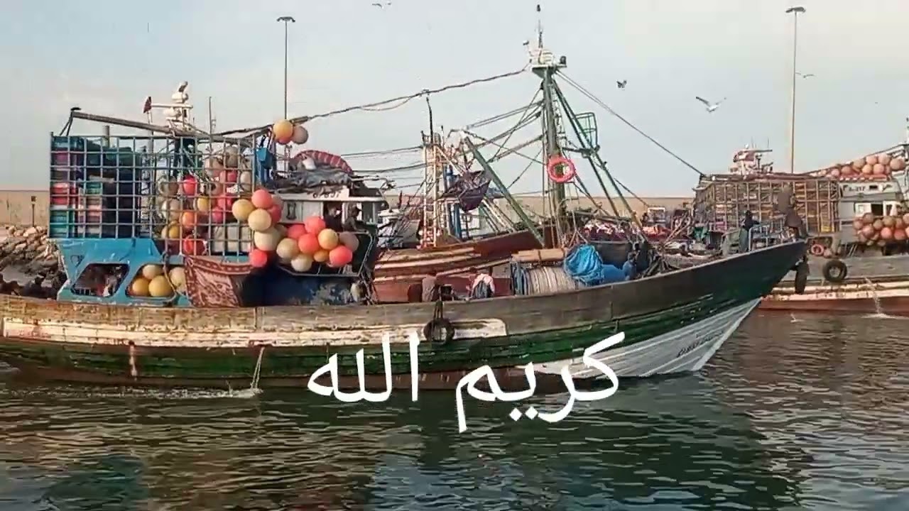 لحظة دخول مراكب الصيد الساحلي صنف السردين إلى ميناء الصويرة صباح اليوم الخميس 26/12/24