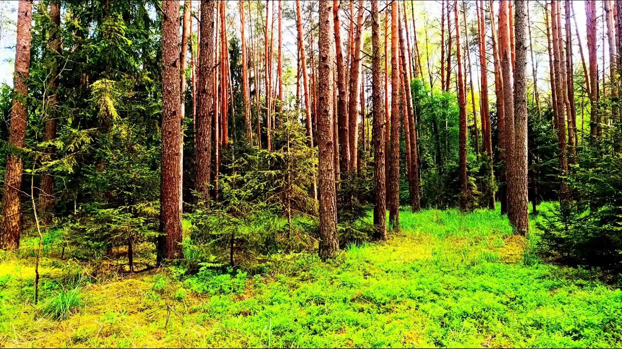 Пение птиц в лесу исцеляет сердце и нервную систему.