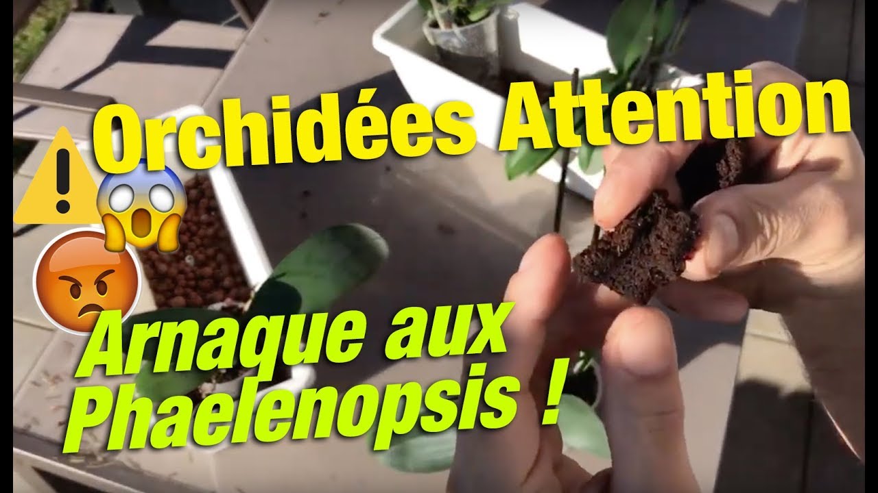 😱Orchidées Attention ⚠️Arnaque aux Phaelenopsis